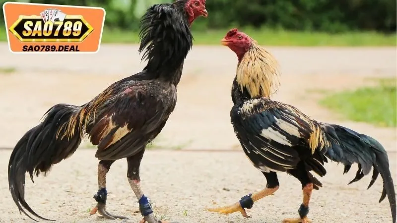 Lý Do Bạn Nên Lựa Chọn Đá Gà Sao789 Là Gì?