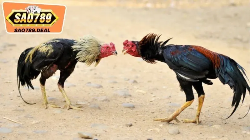 Các Loại Cược Phổ Biến Trong Đá Gà Sao789